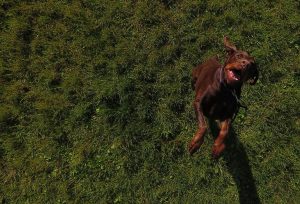 Zdjęcie z drona na bawiącego się psa