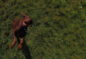 Zdjęcie perspektywiczne z lotu drona na bawiącego się psa